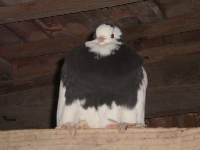 Porumbel - Porumbei Ornamentali