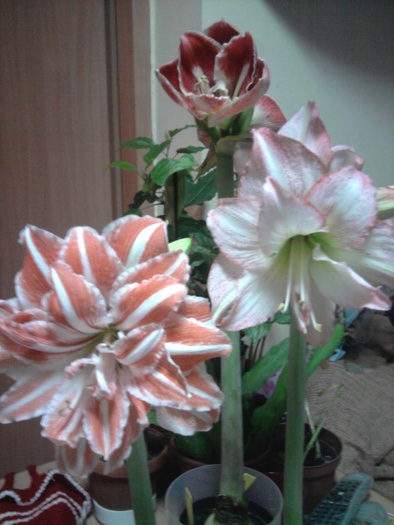 grup - Hippeastrum