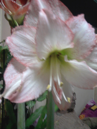 Fotografie0060 - Hippeastrum