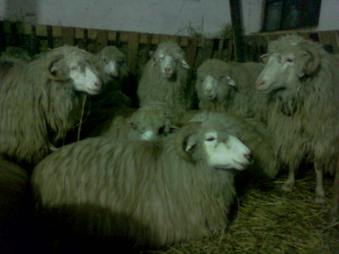 Fotografie-0103 - 0                             Oi turcane