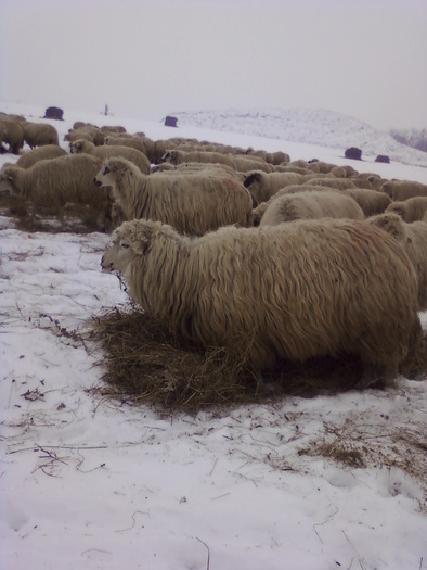 Fotografie-0104 - 0                             Oi turcane