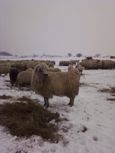 Fotografie-0106 - 0                             Oi turcane