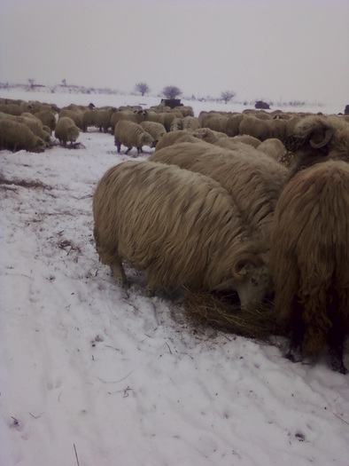 Fotografie-0107 - 0                             Oi turcane