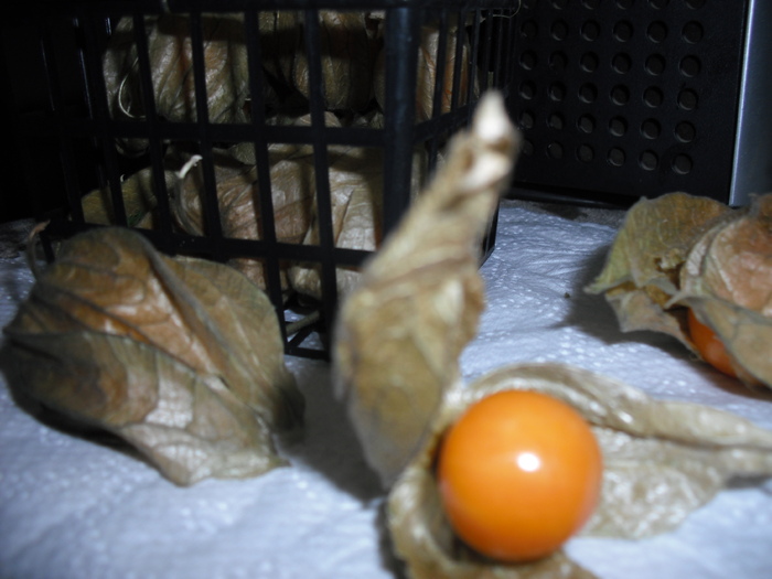 physalis - Experimente