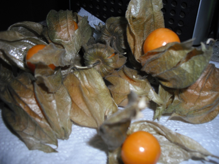 physalis - Experimente