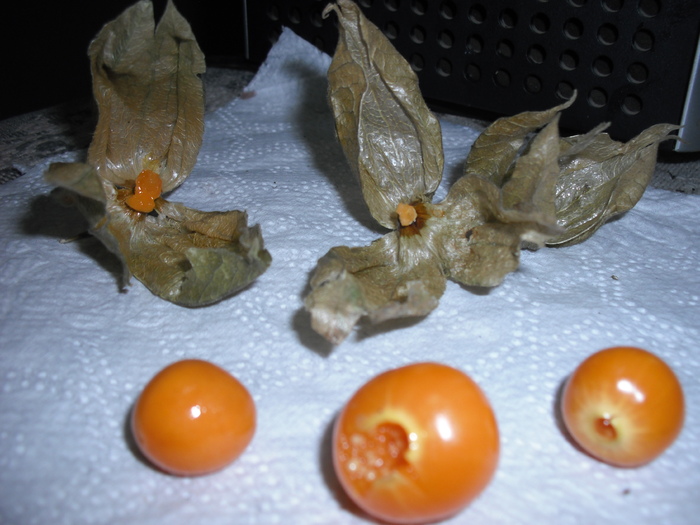 physalis