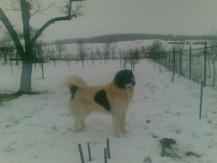 02022011(002) - caini ciobanesti de bucovina care au fost sau sunt in proprietatea mea