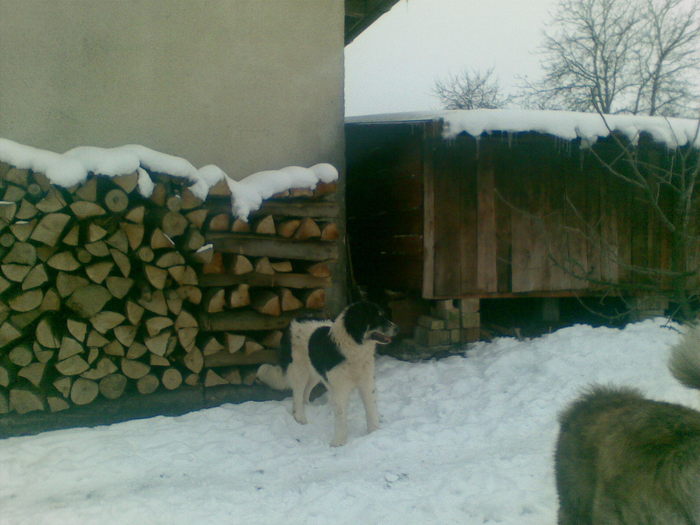 02022011(006) - caini ciobanesti de bucovina care au fost sau sunt in proprietatea mea