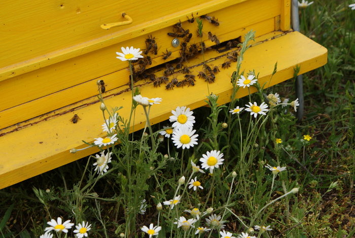 DSC06717; Albine si flori

