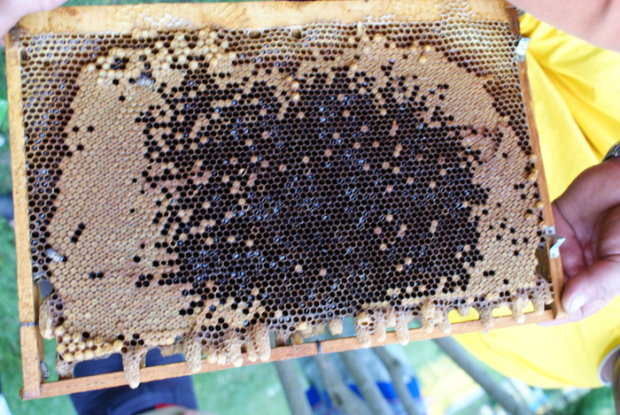 DSC06794; Rama cu botci
