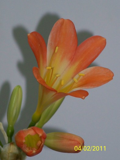 100_8335 - Clivia 2011