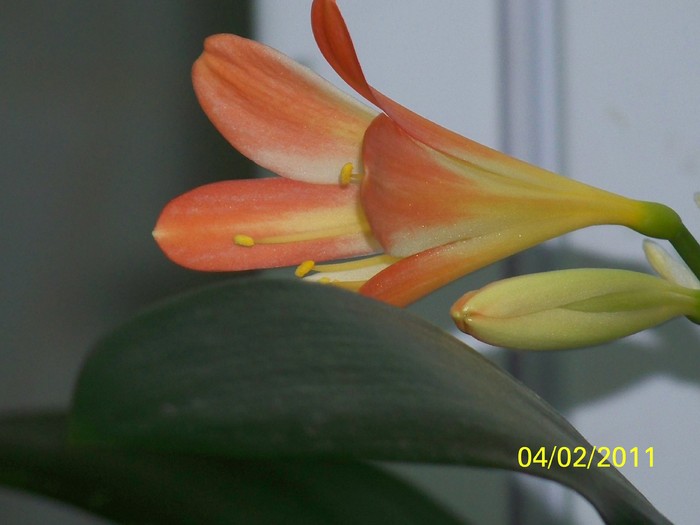 100_8336 - Clivia 2011