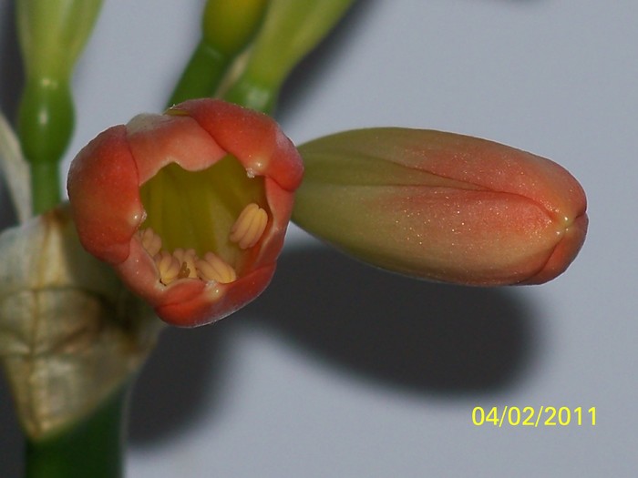 100_8338 - Clivia 2011