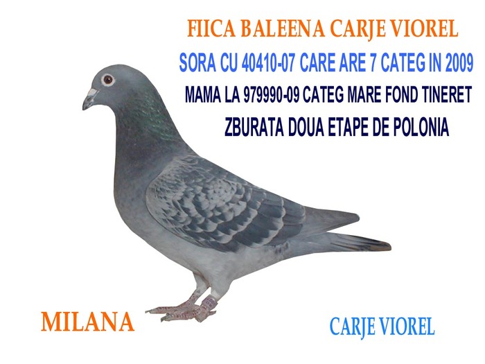 MILANA; sora cu CAMPIONU 155685-05 LOC 1 VITEZA PALMARES 07,LOC 1 DEM PALM 07 ,LOC 1 VIT PALM-08SORA CU 1033
