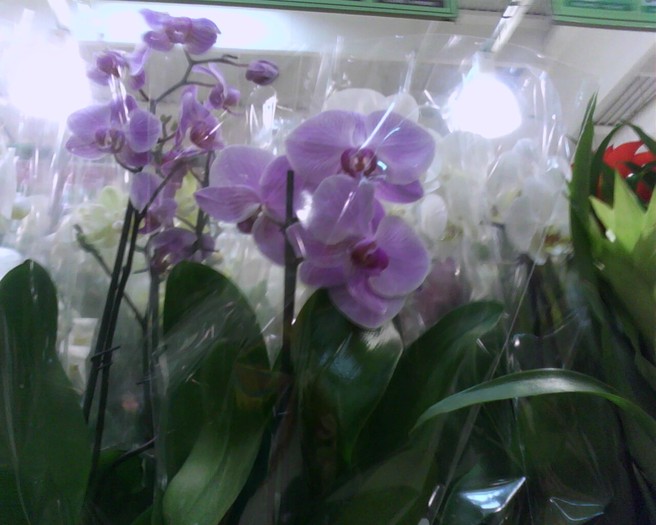 orhidee - ieri azi maine