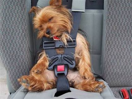 dog-in-car-seat - in vacanta cu masina si cainele de companie