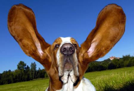 basset