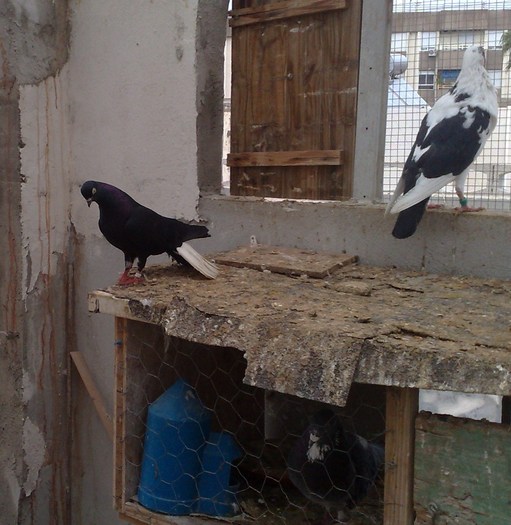 ian 2011 079 - Codalbi-o negros de cola blanca Rumanos