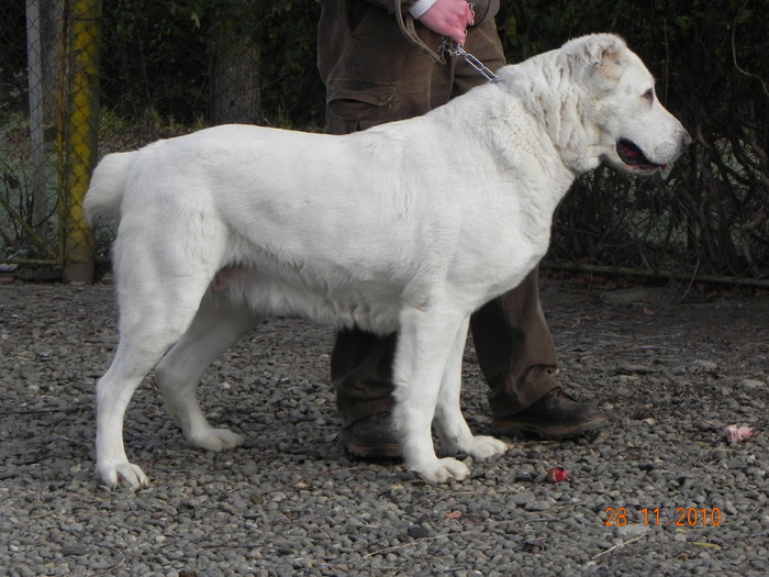 CORA.1 - z-CATEI vanduti-CORA CU ALTAY