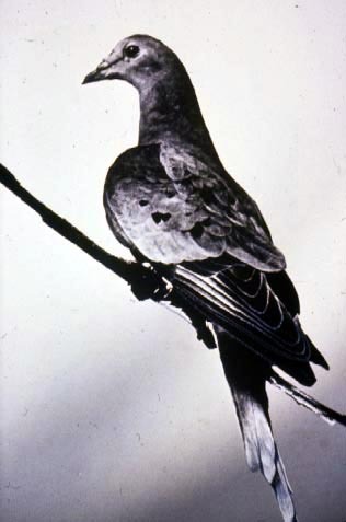 martha-last-passenger-pigeon-1914-feathers-perched-bird-on-a-wire-profile-black-and-white-photo - INFO - Sugesti