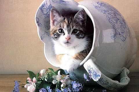 cat-wallpaper_52 - Oo Kittens oO
