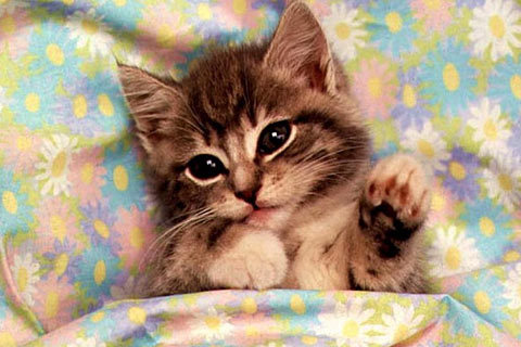 cat-wallpaper_67 - Oo Kittens oO