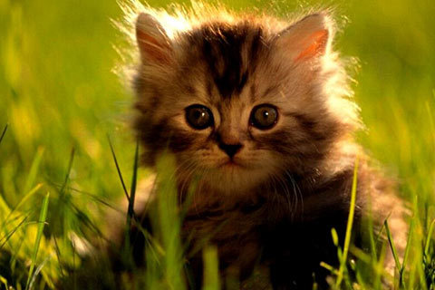 cat-wallpaper_70