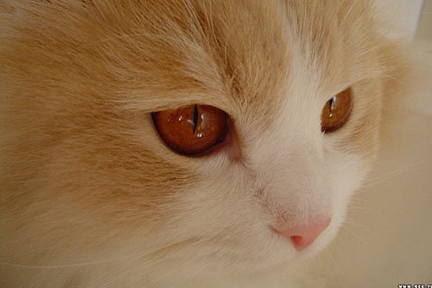 cat-wallpaper_74