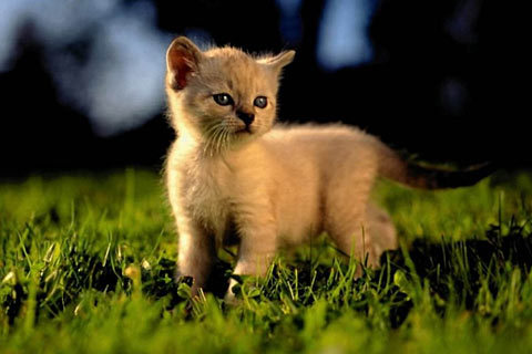 cat-wallpaper_78