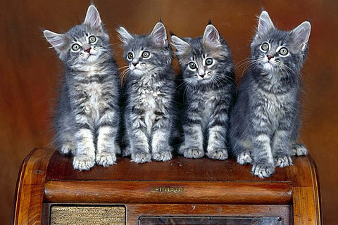 cat-wallpaper_82 - Oo Kittens oO