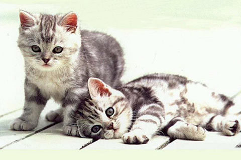 cat-wallpaper_85 - Oo Kittens oO