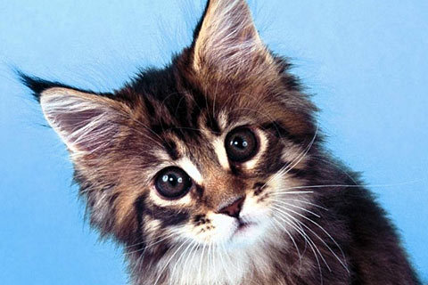 cat-wallpaper_87 - Oo Kittens oO