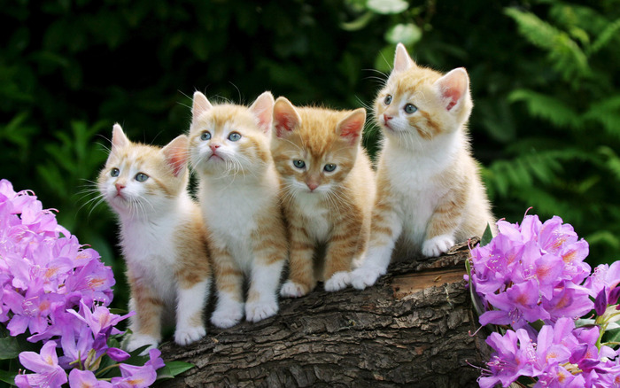 curious_kittens-wide - Oo Kittens oO