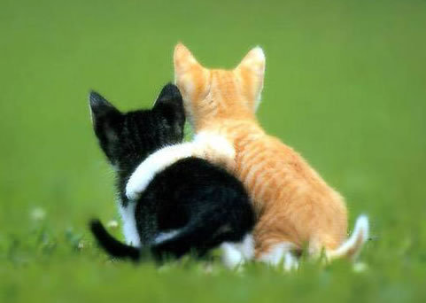 kittens_-_best_friends - Oo Kittens oO