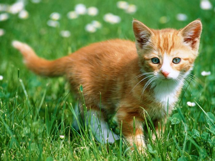 orange_kitten-5446 - Oo Kittens oO