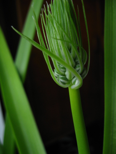 05 feb 2011 - 2 - Ornithogalum