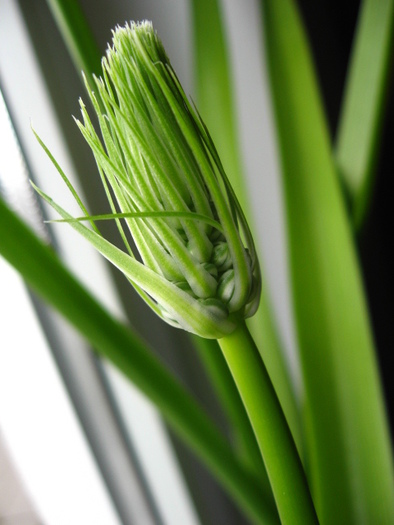 05 feb 2011 - 3 - Ornithogalum