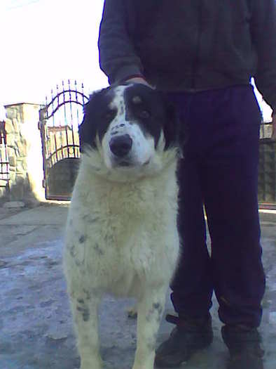 Image081 - caini ciobanesc romanesc de bucovina