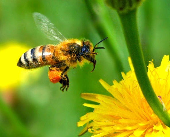 big_free-wallpaper-desktop-wallpaper-honey-bee-autan-picture