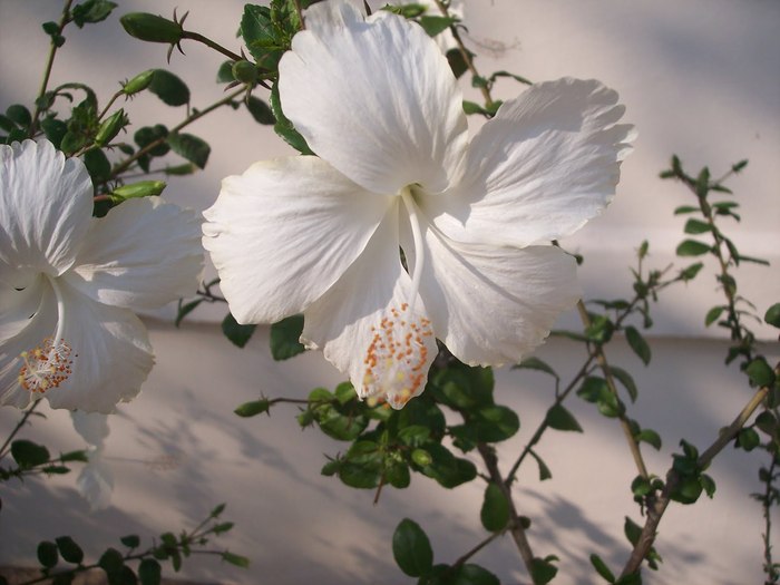 Butterflies_ (65) - zZz The end of my page zZz