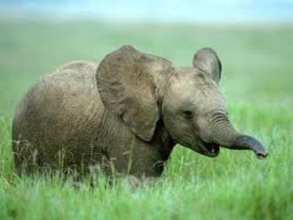 elefant