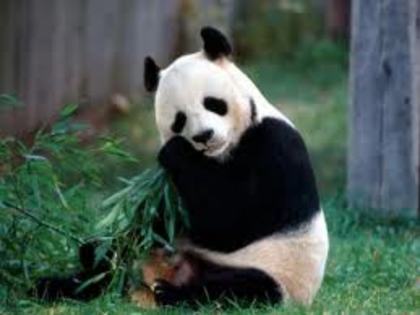 urs panda - animale