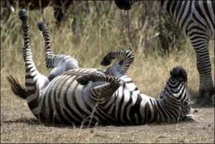 zebra - animale