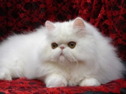 pisica-persana1 - Pisici