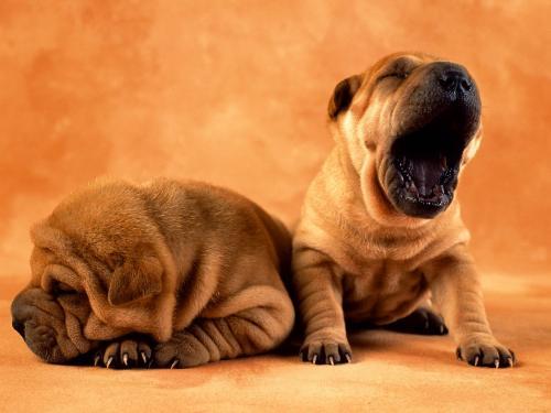 Imagini Caini Poze cu Caini Mici Dogs Wallpapers