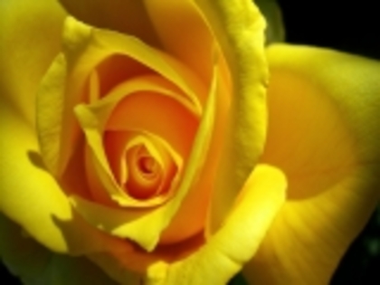 1680x1050_Yellow_Rose-737821 - poze flori