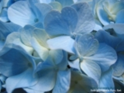 Blue_Hydrangea_Flower,_Close-up_Photography-334717 - poze flori