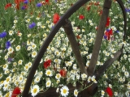 Corn%20Chamomile,%20Poppies%20and%20Cornflowers-486574 - poze flori