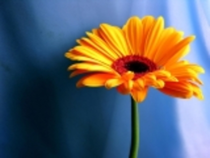 gerbera-fullscreen-wallpaper-1024x768-282774