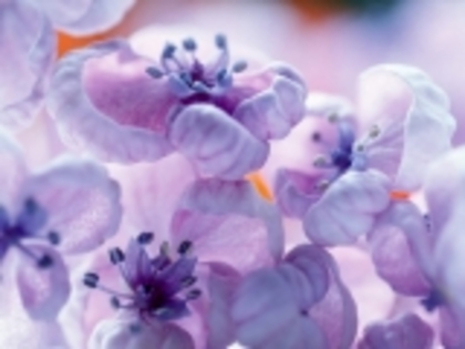 lilacs_fullscreen_wallpaper_1024x768-642291 - poze flori